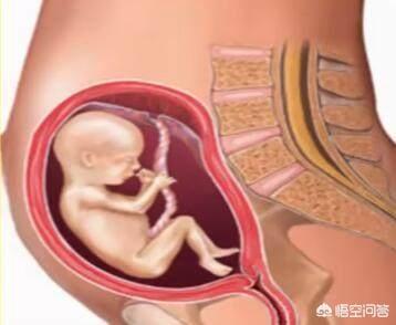 胎儿16周的头围、双顶径、腿长应该是多少？依据是什么？