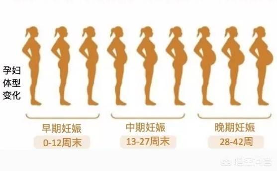 怀胎11周肚子大约是多大呢？腹围几何平常呢？